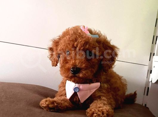 Orji̇nal Toy Poddle görsel