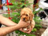 Poodle