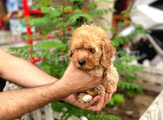 Poodle