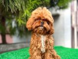 Daha İyi̇si̇ Yok 1100 Gram Mi̇ni̇ Teddy