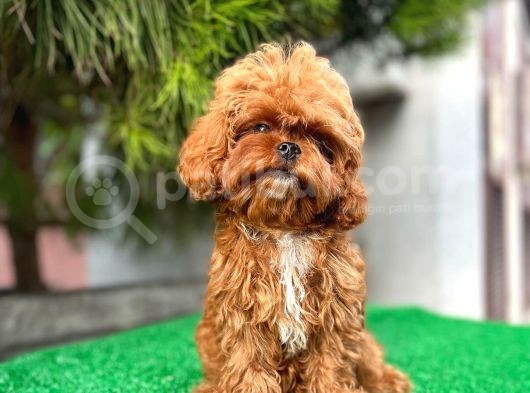 Daha İyi̇si̇ Yok 1100 Gram Mi̇ni̇ Teddy görsel