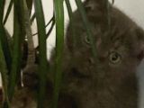 Yavru Scottish Fold 2,5 Aylık