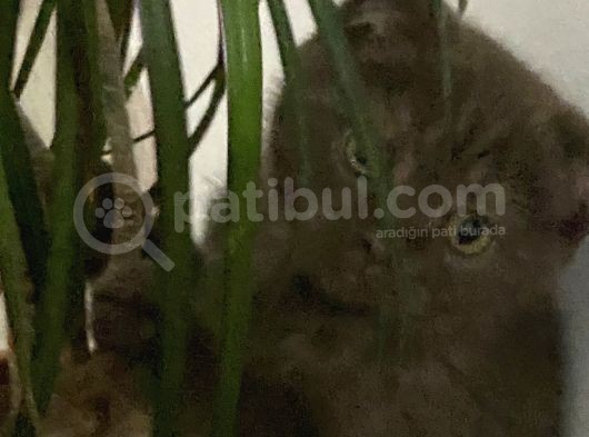 Yavru Scottish Fold 2,5 Aylık görsel