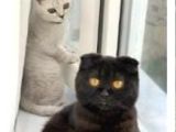 Yavru Scottish Fold 2,5 Aylık
