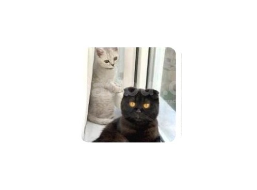 Yavru Scottish Fold 2,5 Aylık görsel