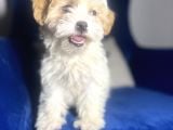 Maltipoo Kızım