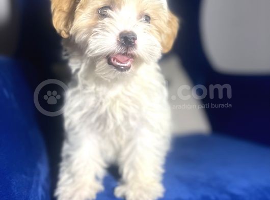 Maltipoo Kızım görsel
