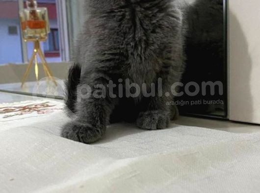 Bri̇ti̇şh Ve Bluo Poi̇nt 2 Aylık Kedilerimiz Dişi Ve Erkek görsel