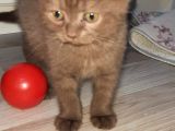 Yavru Scottish Fold 2,5 Aylık