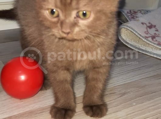 Yavru Scottish Fold 2,5 Aylık görsel