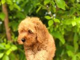 Poodle
