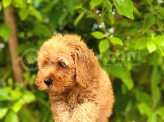 Poodle görsel