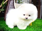 Ayı Surat Pomeranian Boo Yavrularımız