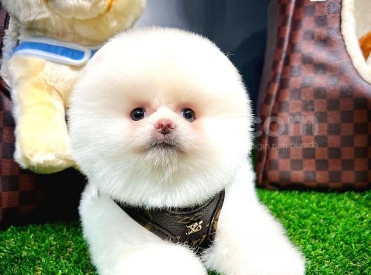 Ayı Surat Pomeranian Boo Yavrularımız görsel