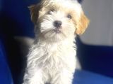 Maltipoo Kızım