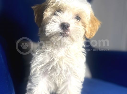 Maltipoo Kızım