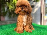 Daha İyi̇si̇ Yok 1100 Gram Mi̇ni̇ Teddy