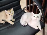 Safkan Golden Ve Si̇lver Sevi̇mli̇ Bebekler
