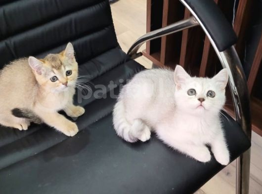 Safkan Golden Ve Si̇lver Sevi̇mli̇ Bebekler