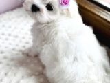 Tüy Dökmeyen Maltese Mini Boy Yavrular