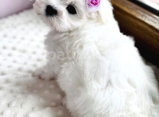 Tüy Dökmeyen Maltese Mini Boy Yavrular görsel