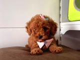 Orji̇nal Toy Poddle