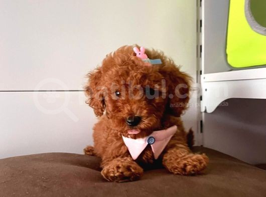Orji̇nal Toy Poddle görsel