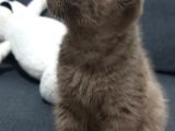 Yavru Scottish Fold 2,5 Aylık