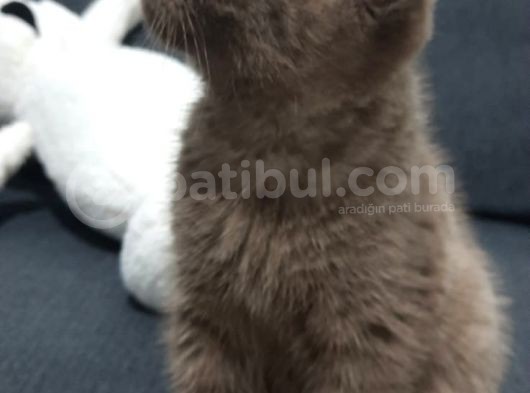 Yavru Scottish Fold 2,5 Aylık