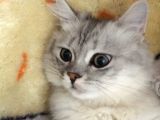 British Longhair 7 Aylık Erkek