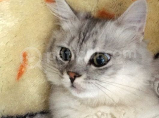 British Longhair 7 Aylık Erkek görsel