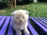 Safkan Scottish Fold Yavrularımız