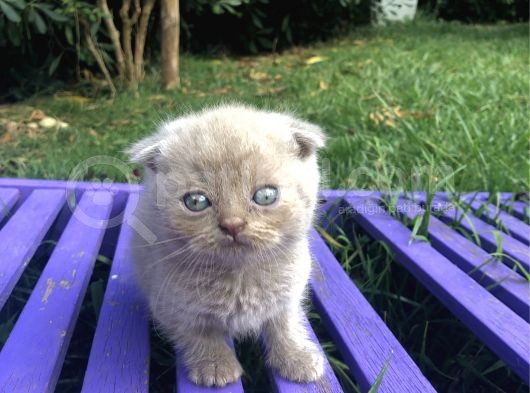 Safkan Scottish Fold Yavrularımız görsel