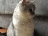 British Longhair 7 Aylık Erkek