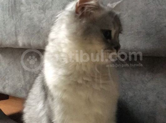British Longhair 7 Aylık Erkek görsel