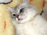 British Longhair 7 Aylık Erkek