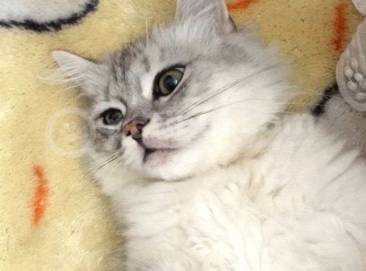 British Longhair 7 Aylık Erkek görsel
