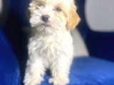 Maltipoo Kızım