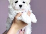 Tüy Dökmeyen Maltese Mini Boy Yavrular