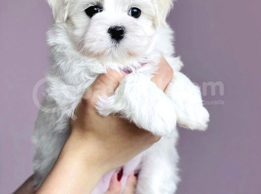 Tüy Dökmeyen Maltese Mini Boy Yavrular görsel