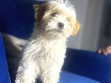 Maltipoo Kızım