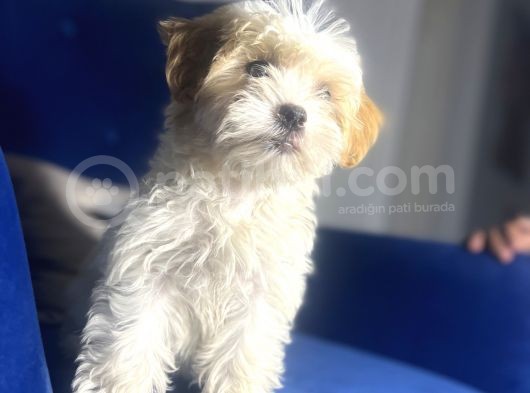 Maltipoo Kızım görsel