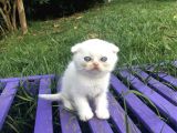 Safkan Scottish Fold Yavrularımız