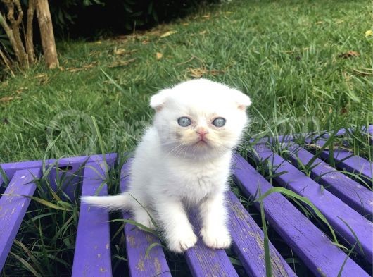 Safkan Scottish Fold Yavrularımız görsel