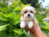Uygun Morkie Yavrularımız