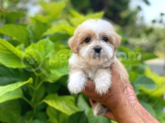 Uygun Morkie Yavrularımız görsel
