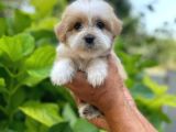 Uygun Morkie Yavrularımız