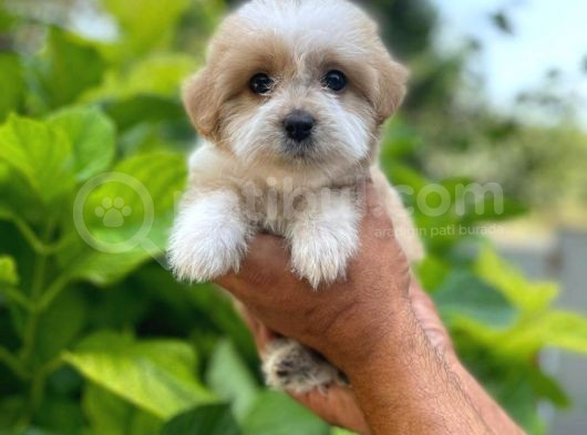 Uygun Morkie Yavrularımız görsel