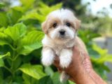 Uygun Morkie Yavrularımız