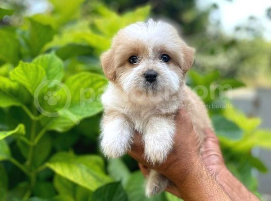 Uygun Morkie Yavrularımız görsel